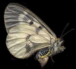 Parnassius mnemosyne // 
female