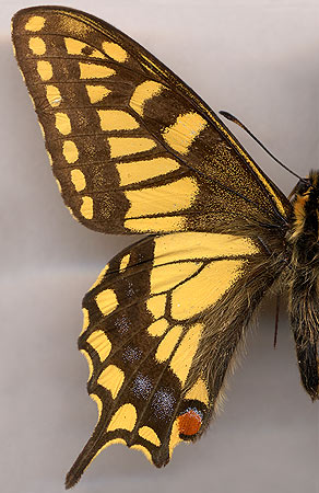 Papilio machaon sachalinensis // 
male