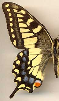 Papilio machaon orientis //
