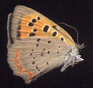 Lycaena phlaeas phlaeas // 
E.Siberia, Irkutsk, 
6-VIII-1996, leg E.Berlov