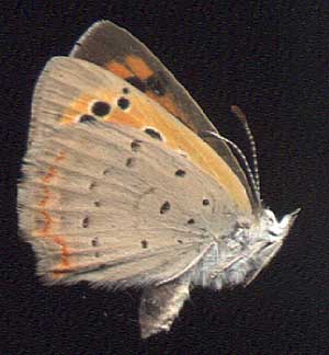 Lycaena phlaeas // 
E.Siberia, Irkutsk, 
14-VIII-1996, leg E.Berlov