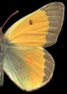 Colias chrysotheme andre /
male