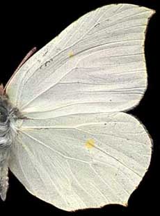 Gonepteryx rhamni /
female