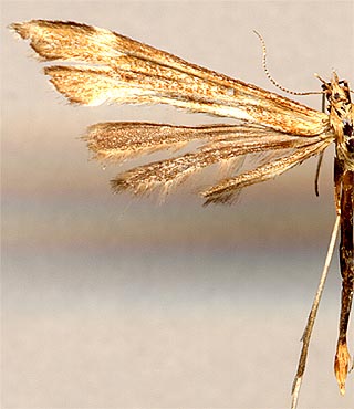 Gillmeria pallidactyla / 
male