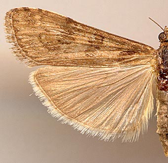 Nomophila noctuella / 
