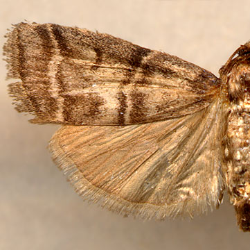 Ectomyelois pyrivorella /
