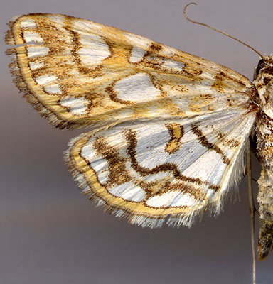 Elophila nymphaeata / 
female