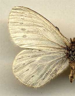 Triphysa nervosa glacialis //
female
