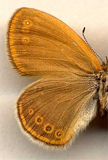 Coenonympha glycerion heroides //
female