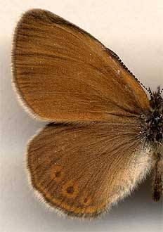 Coenonympha glycerion heroides //
male
