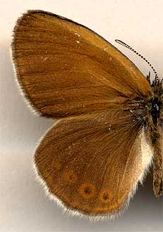 Coenonympha glycerion heroides //
male