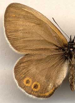 Coenonympha hero perseis //
male