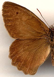 Hyponephele pasimelas //
male