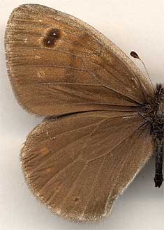 Boeberia parmenio //
male