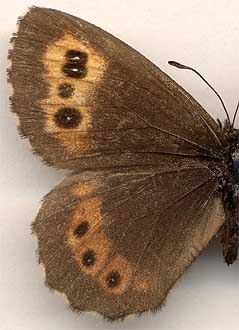 Erebia ligea eumonia //
female