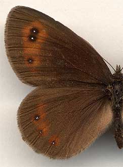 Erebia aethiops //
male
