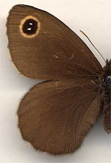 Erebia cyclopia //
male