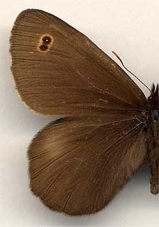 Erebia cyclopia //
male