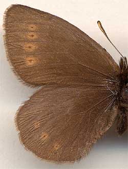 Erebia dabanensis //
male