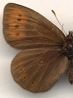 Erebia fletcheri //
male