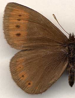 Erebia fletcheri //
male
