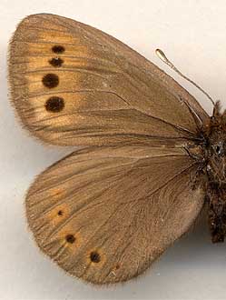 Erebia fletcheri //
female