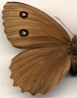 Minois dryas septentrionalis //
female