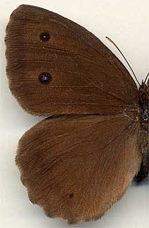 Minois dryas septentrionalis //
male