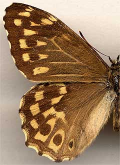 Neope niphonica /
male