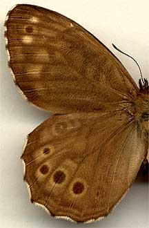 Kirinia epimenides /
male