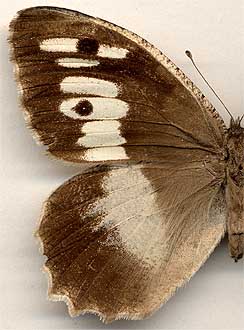 Chazara briseis f. meridionalis /
female