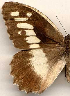 Chazara briseis f. meridionalis /
male