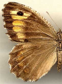 Arethusana arethusa /
female