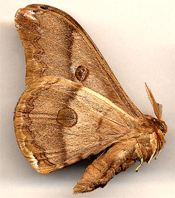 Caligula japonica /
male