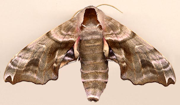Smerinthus caecus /
female