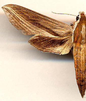 Theretra japonica /
female