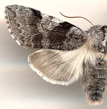 Achlya flavicornis /
