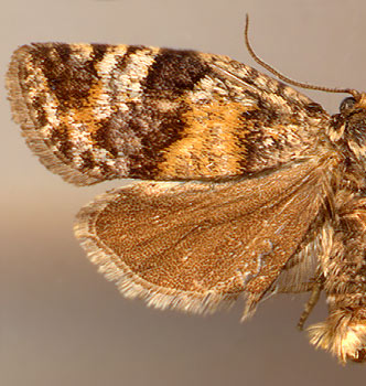 Ptycholomoides aeriferanus / 
