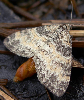 Lobophora halterata /
