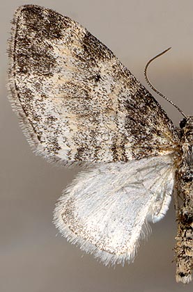 Lobophora halterata /
male
