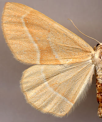 Hylaea fasciaria /
female