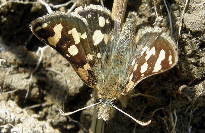 Carterocephalus argyrostigma /
