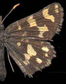 Carterocephalus argyrostigma /
