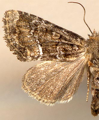 Oligia latruncula / 
