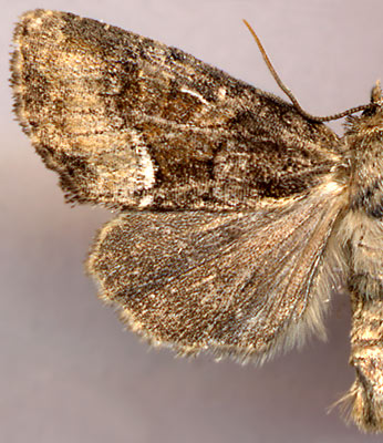 Oligia latruncula / 
