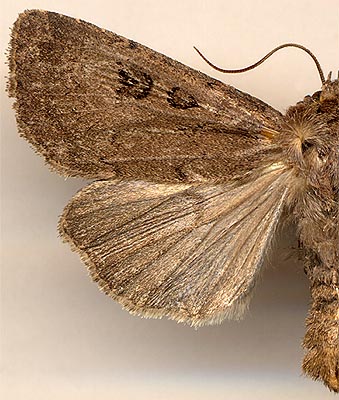 Graphiphora augur / 
