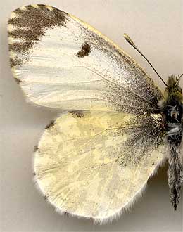 Anthocharis cardamines progressa /
female