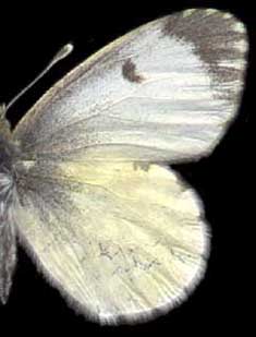 Anthocharis cardamines progressa /
female